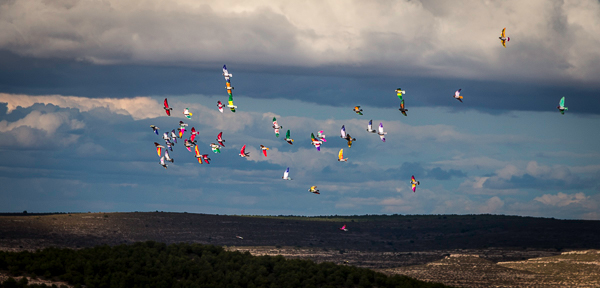 A Host of Golden Pigeons?